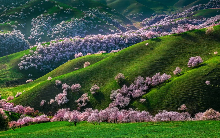 Thung lũng Ili là nơi ngắm hoa đào đẹp nhất tại Tân Cương